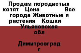 Продам породистых котят › Цена ­ 15 000 - Все города Животные и растения » Кошки   . Ульяновская обл.,Димитровград г.